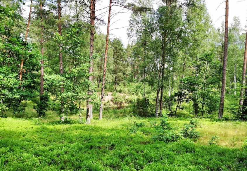 Działki nad jeziorem w sercu Kaszub