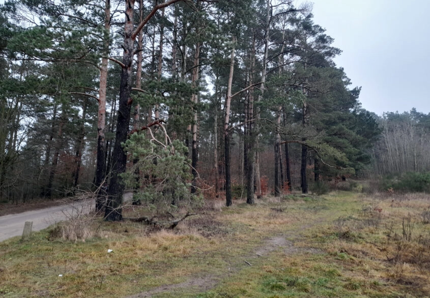 Działka leśna, ok. 2,5 tys. m2
