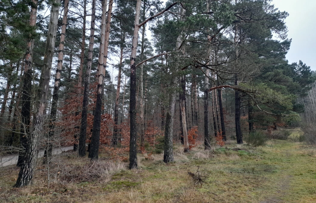 Działka leśna, ok. 2,5 tys. m2