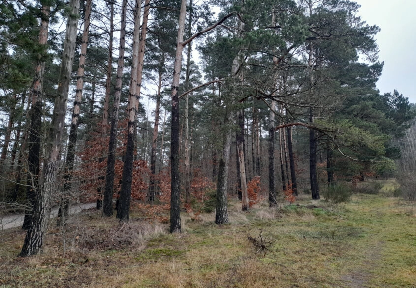 Działka leśna, ok. 2,5 tys. m2
