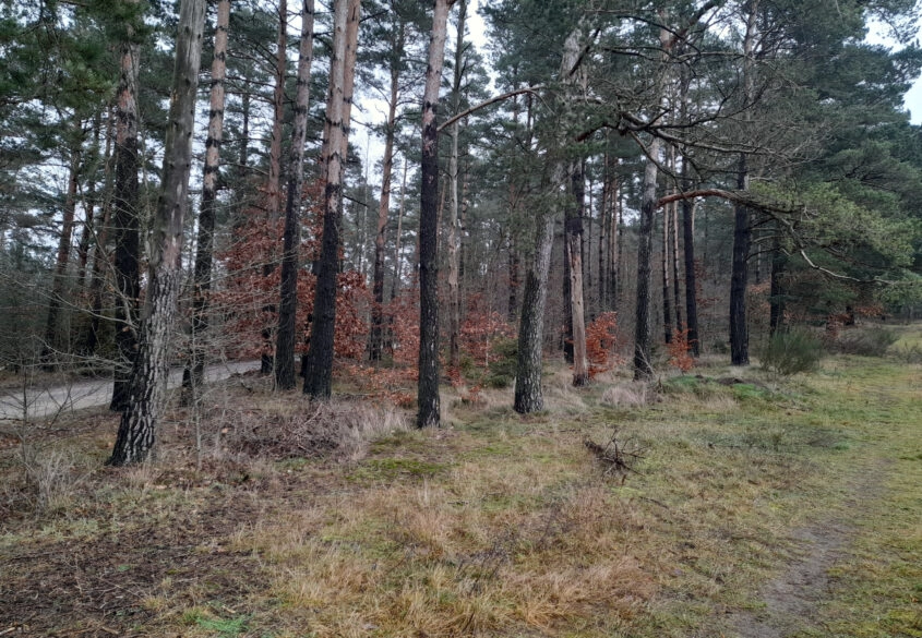 Działka leśna, ok. 2,5 tys. m2