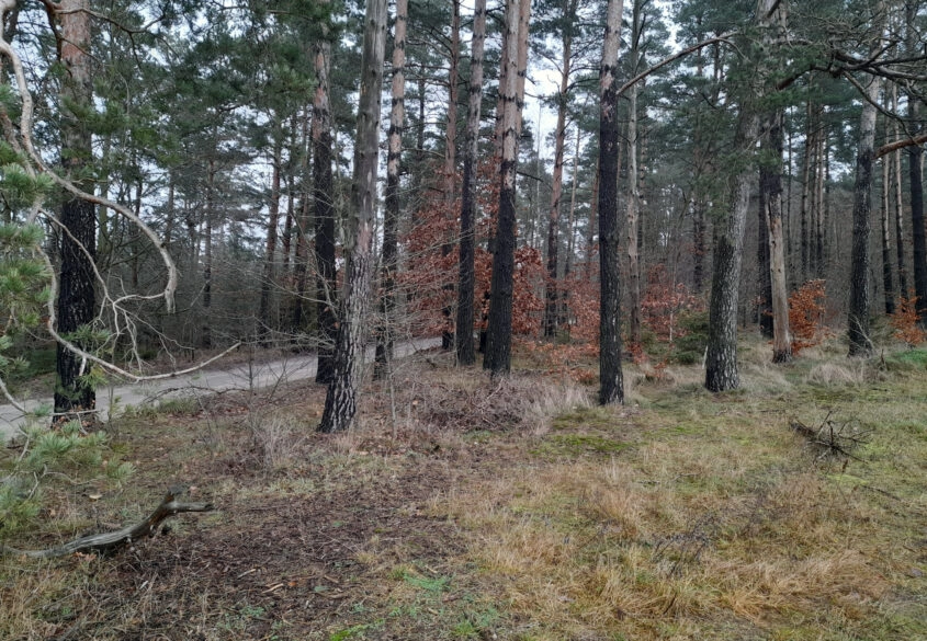 Działka leśna, ok. 2,5 tys. m2