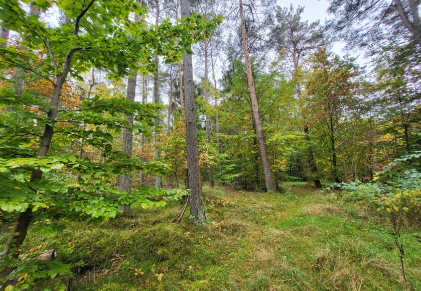 Działka pod dom lub usługi w leśnym otoczeniu