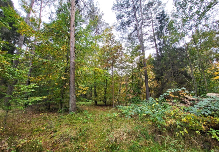 Działka pod dom lub usługi w leśnym otoczeniu