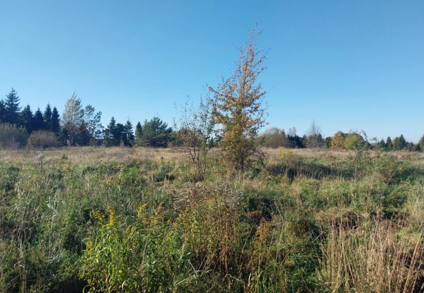 Działka 1,5ha pod zabudowę jednorodzinną - Pomlewo