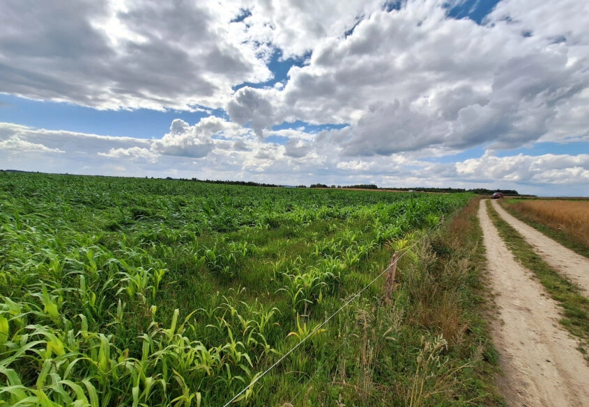 Działki  Bud. Małkowo  z WZ