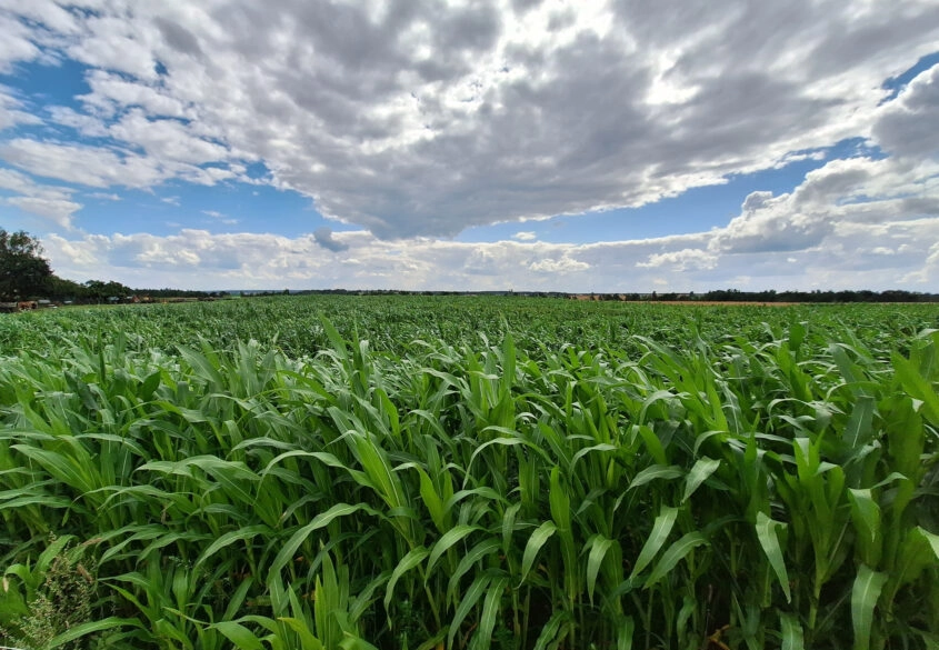 Działki  Bud. Małkowo  z WZ