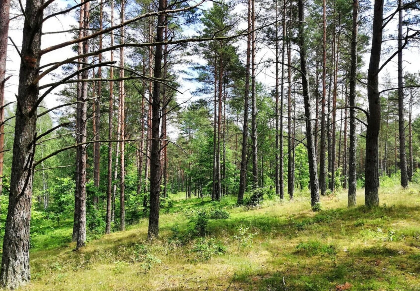 Działki nad jeziorem w sercu Kaszub
