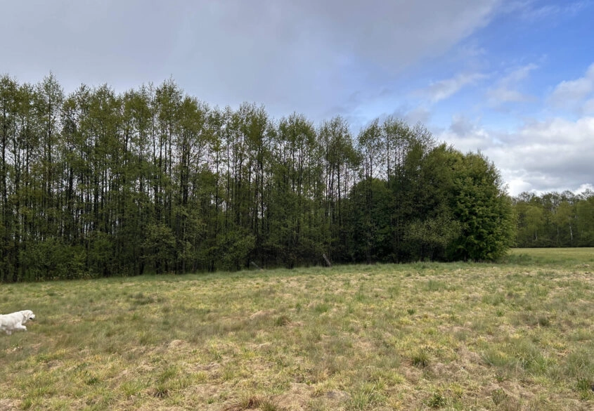 Działki w malowniczej lokalizacji Bory Tucholskie