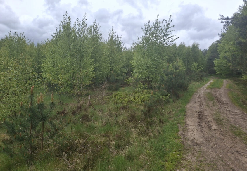 Pięknie położona, urokliwa działka przy lesie