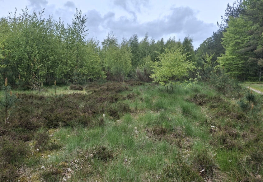 Pięknie położona, urokliwa działka przy lesie