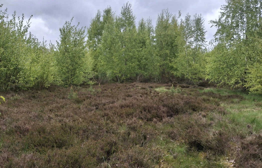 Pięknie położona, urokliwa działka przy lesie
