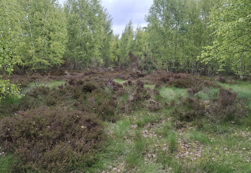 Pięknie położona, urokliwa działka przy lesie