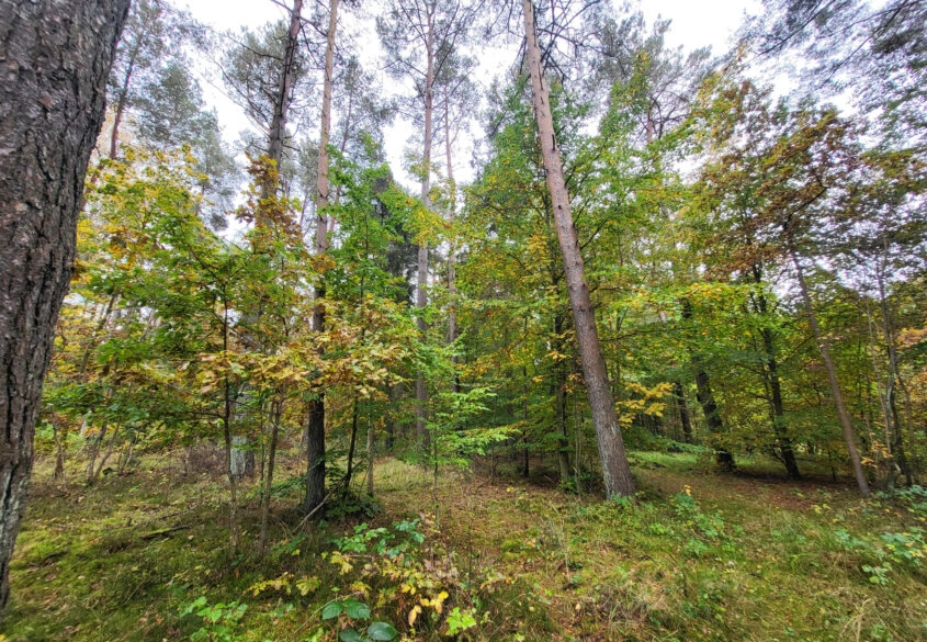Działka pod dom lub usługi w leśnym otoczeniu