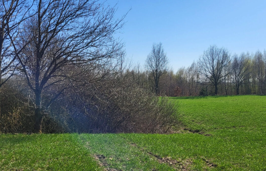 Działka ze stawem oraz Warunkami Zabudowy domu
