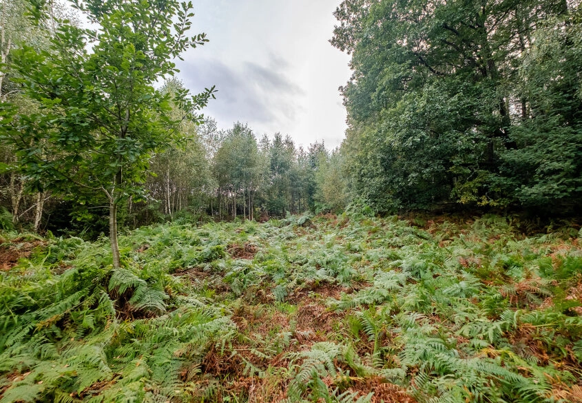 Działki ok. 1500 m² | Domatowo | Spokojna lokaliza