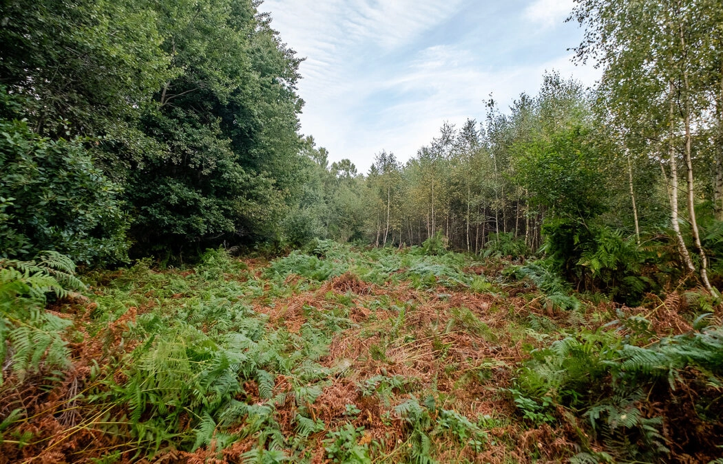 Działki ok. 1500 m² | Domatowo | Spokojna lokaliza