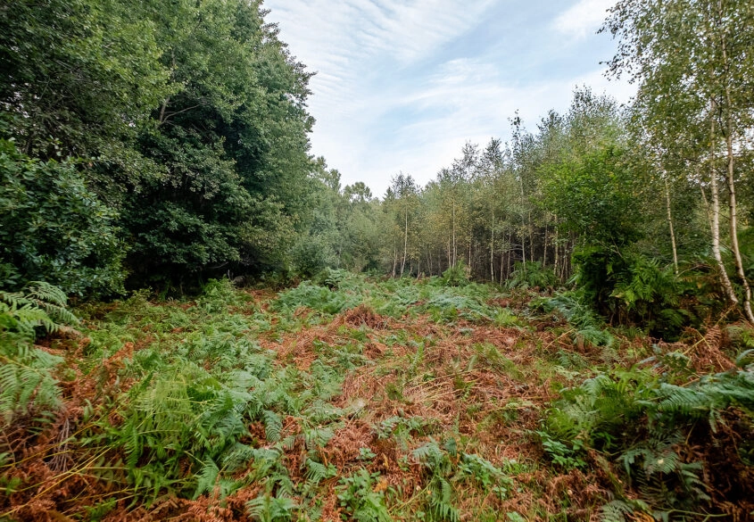 Działki ok. 1500 m² | Domatowo | Spokojna lokaliza