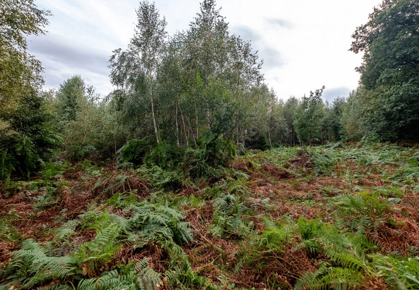 Działki ok. 1500 m² | Domatowo | Spokojna lokaliza