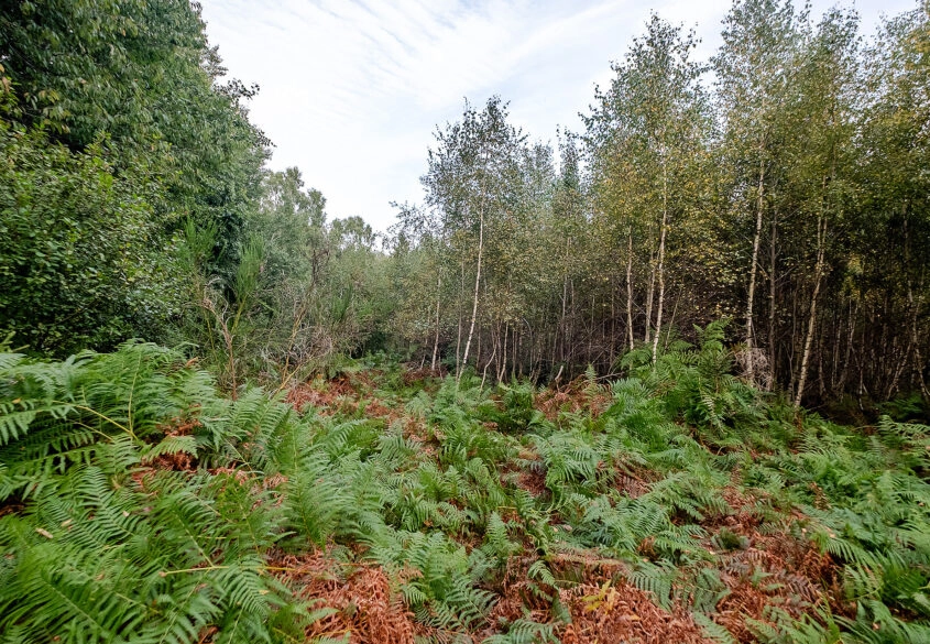Działki ok. 1500 m² | Domatowo | Spokojna lokaliza